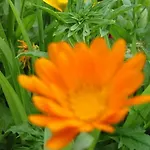 Alloggio per agriturismo Eselgut Puehringer