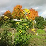 Eselgut Puehringer * Hofkirchen im Mühlkreis