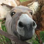 Eselgut Puehringer * Hofkirchen im Mühlkreis