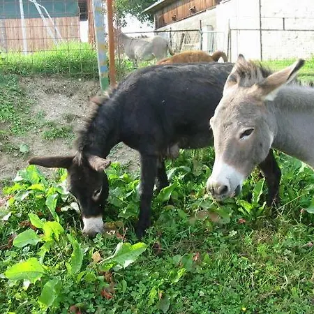 Κατάλυμα σε φάρμα Eselgut Puehringer Hofkirchen im Mühlkreis