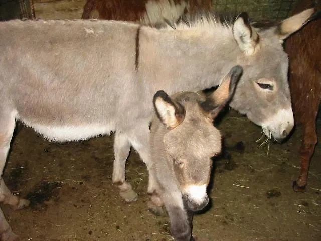 Eselgut Puehringer *