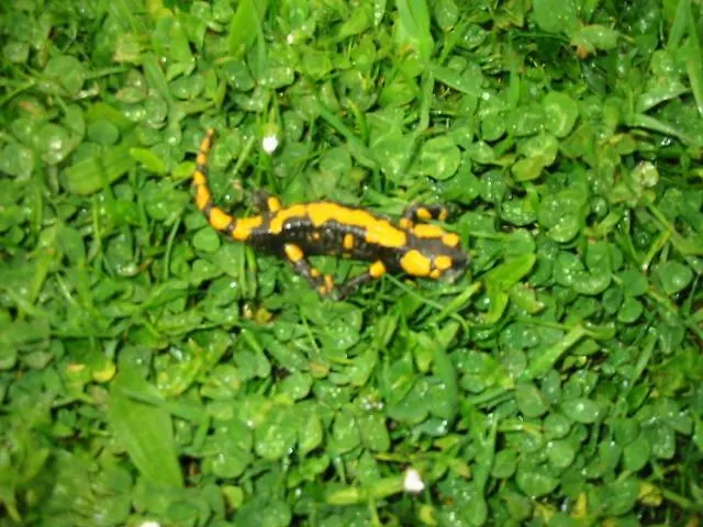 Eselgut Puehringer Farma