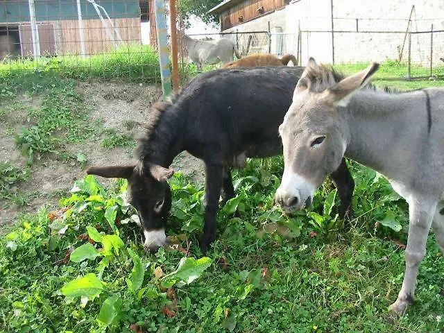 农家乐 Eselgut Puehringer 霍夫克什伊姆蒙克