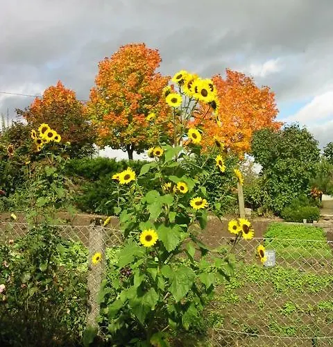 Eselgut Puehringer * 霍夫克什伊姆蒙克