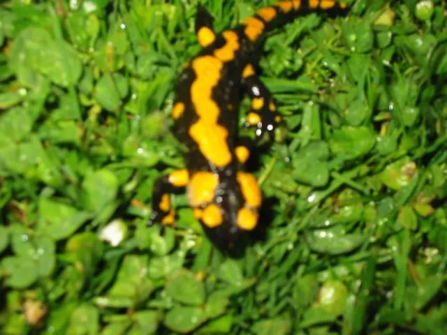 农家乐 Eselgut Puehringer *