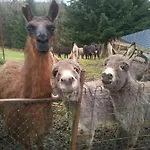 Eselgut Puehringer Hofkirchen im Mühlkreis