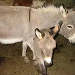 Eselgut Puehringer *