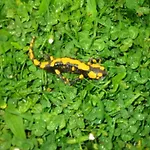 Eselgut Puehringer Agroturismo