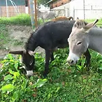 Agroturismo Eselgut Puehringer Hofkirchen im Mühlkreis