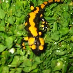 Agroturismo Eselgut Puehringer *