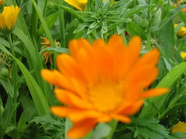 Çiftlik konaklama Eselgut Puehringer