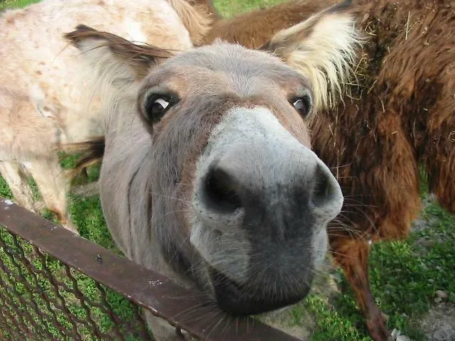 Eselgut Puehringer * Hofkirchen im Mühlkreis